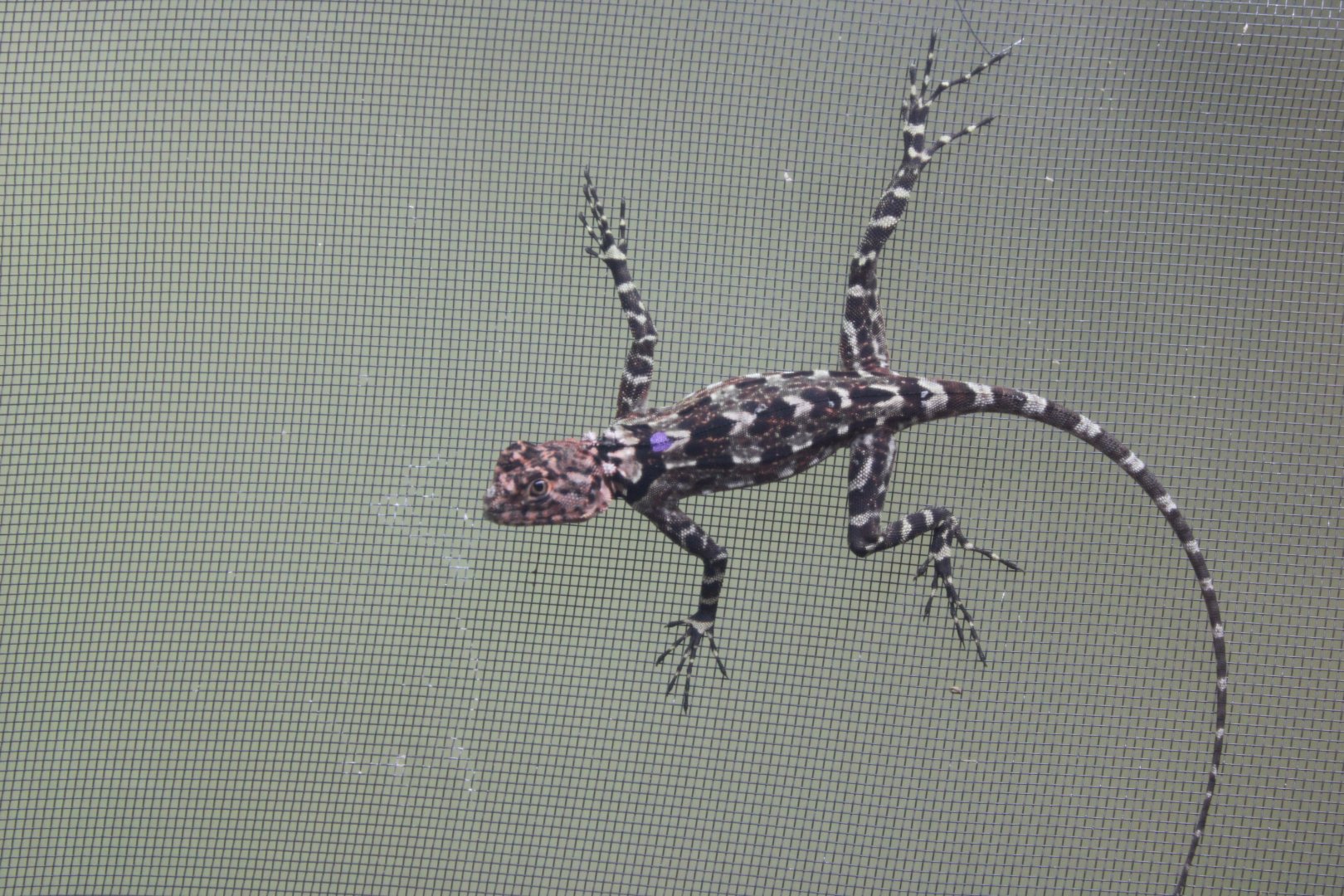 Collared Tree Lizard