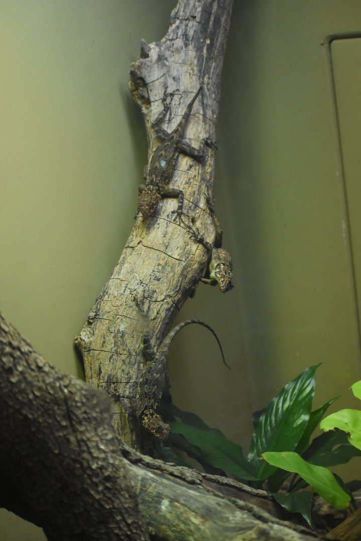 Collared Tree Lizards