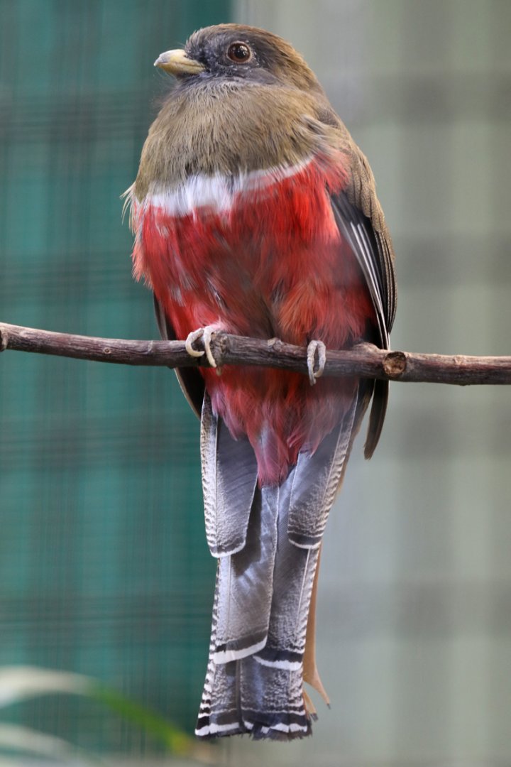 Collared Trogan (female) at Chester Zoo 28/10/18