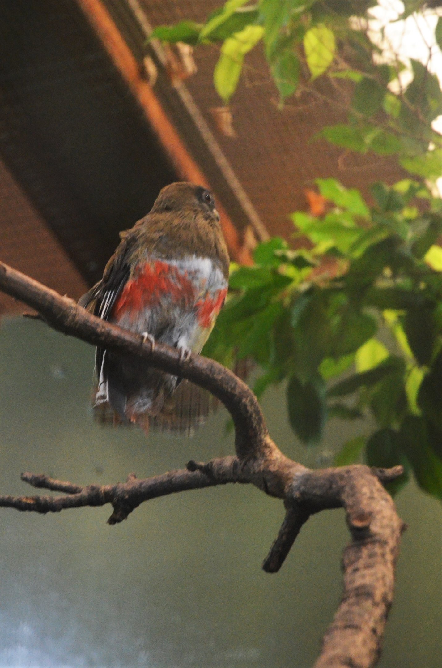 Collared Trogon at Chester, 07/04/18