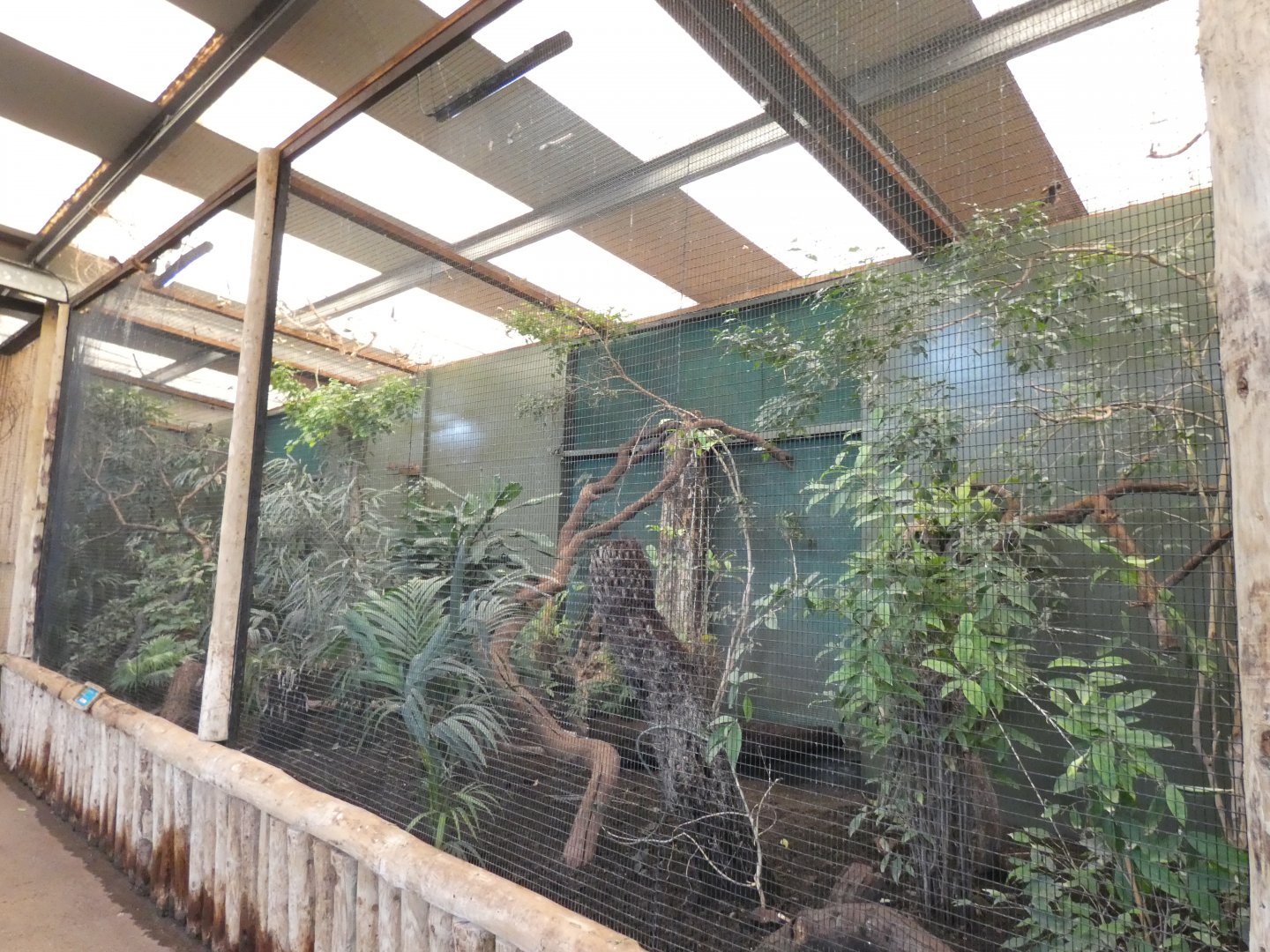 Collared Trogon Aviary in Tropcial Realm