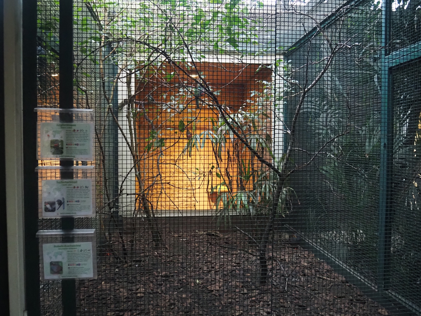 Collared trogon, Black-spotted barbet and Rufous-throated hill partridge aviary, 2024-05-22