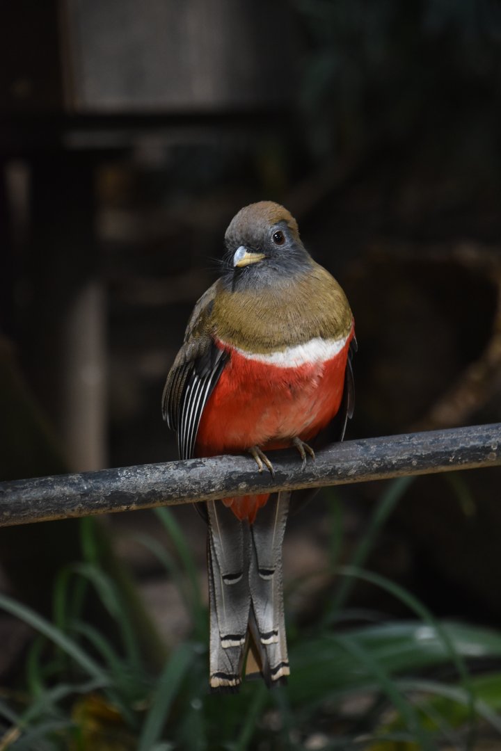 Collared trogon female, Trogon collaris