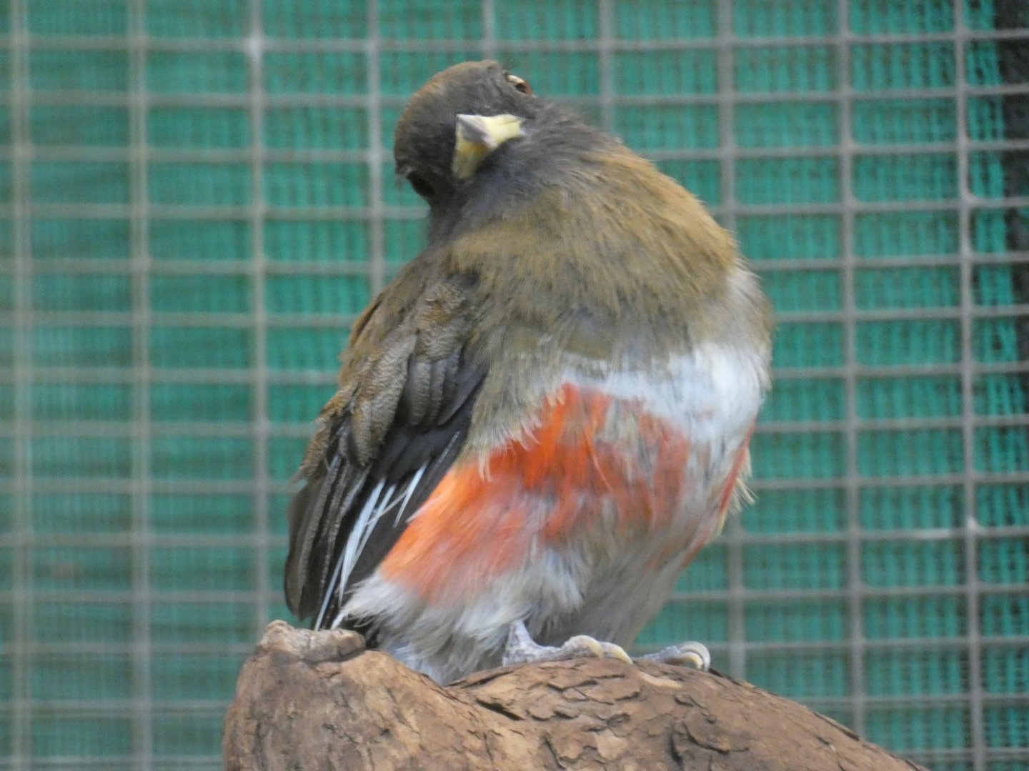 Collared Trogon Female