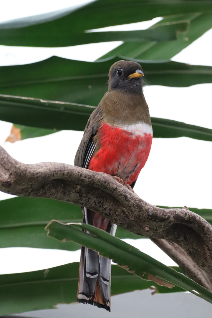 Collared Trogon, Female