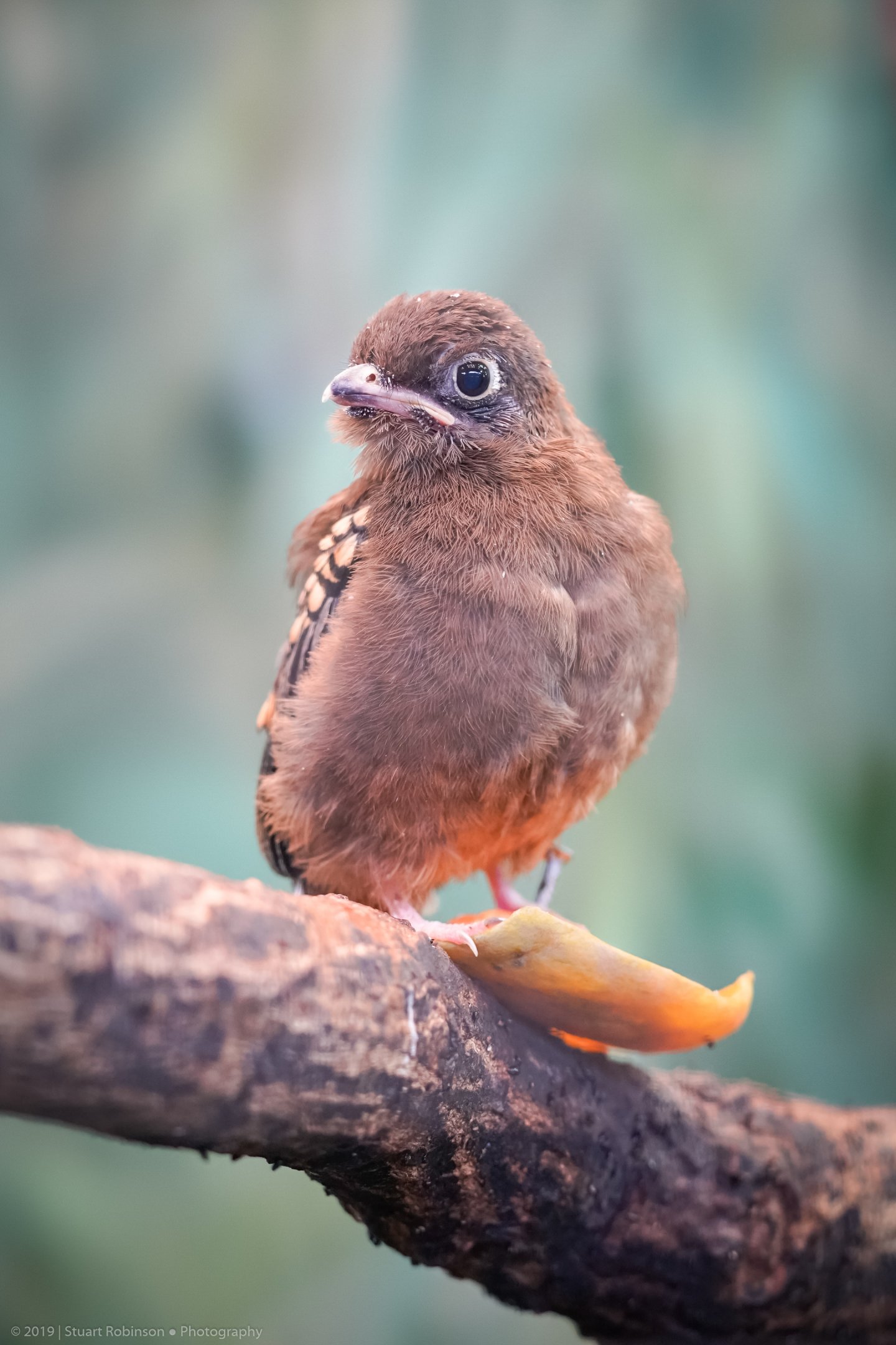 Collared Trogon Fledgling - 02/09/2019