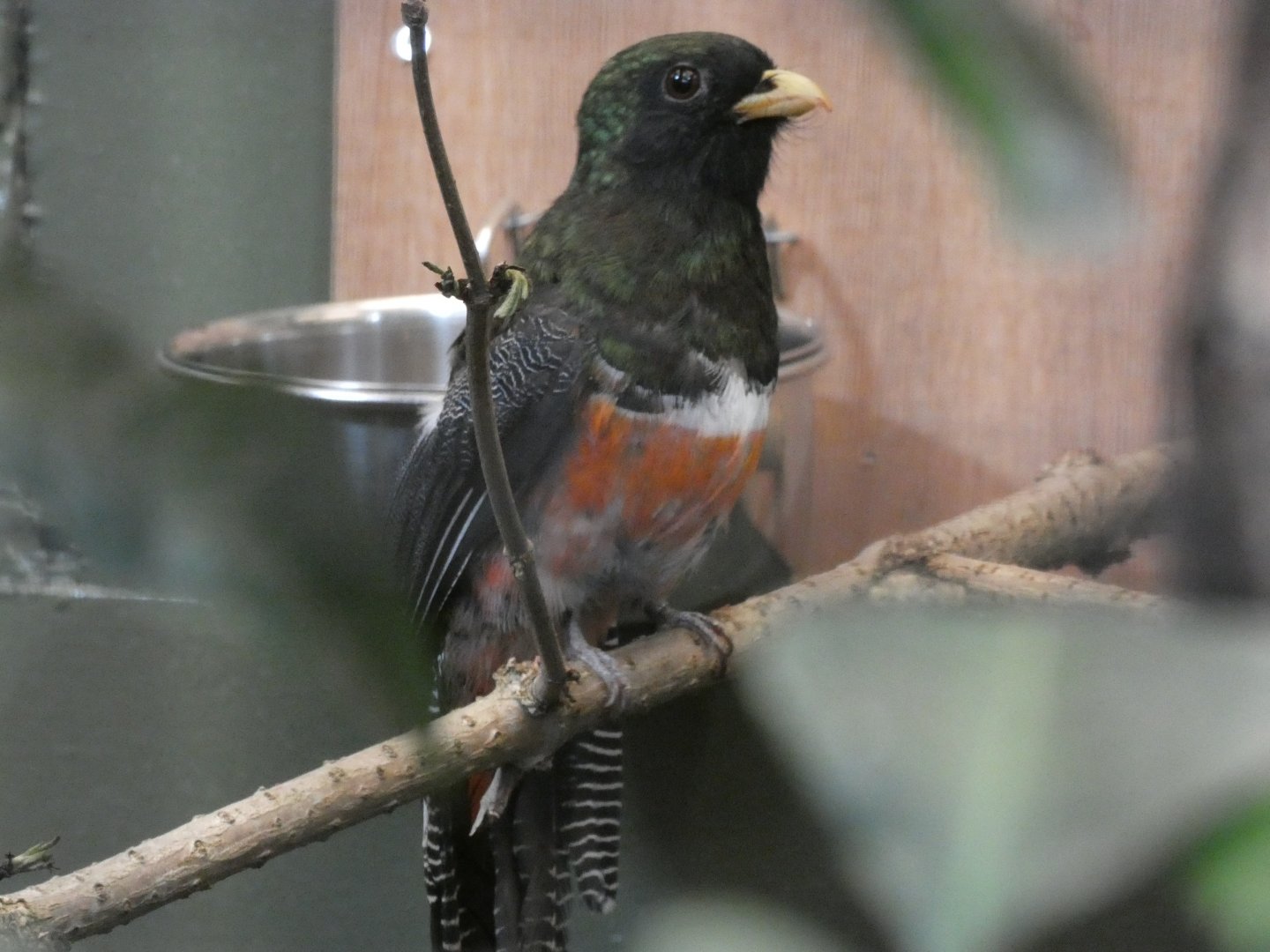 Collared Trogon in Tropical Realm