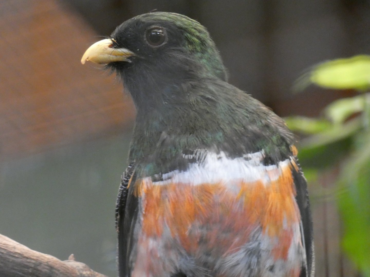 Collared Trogon Male