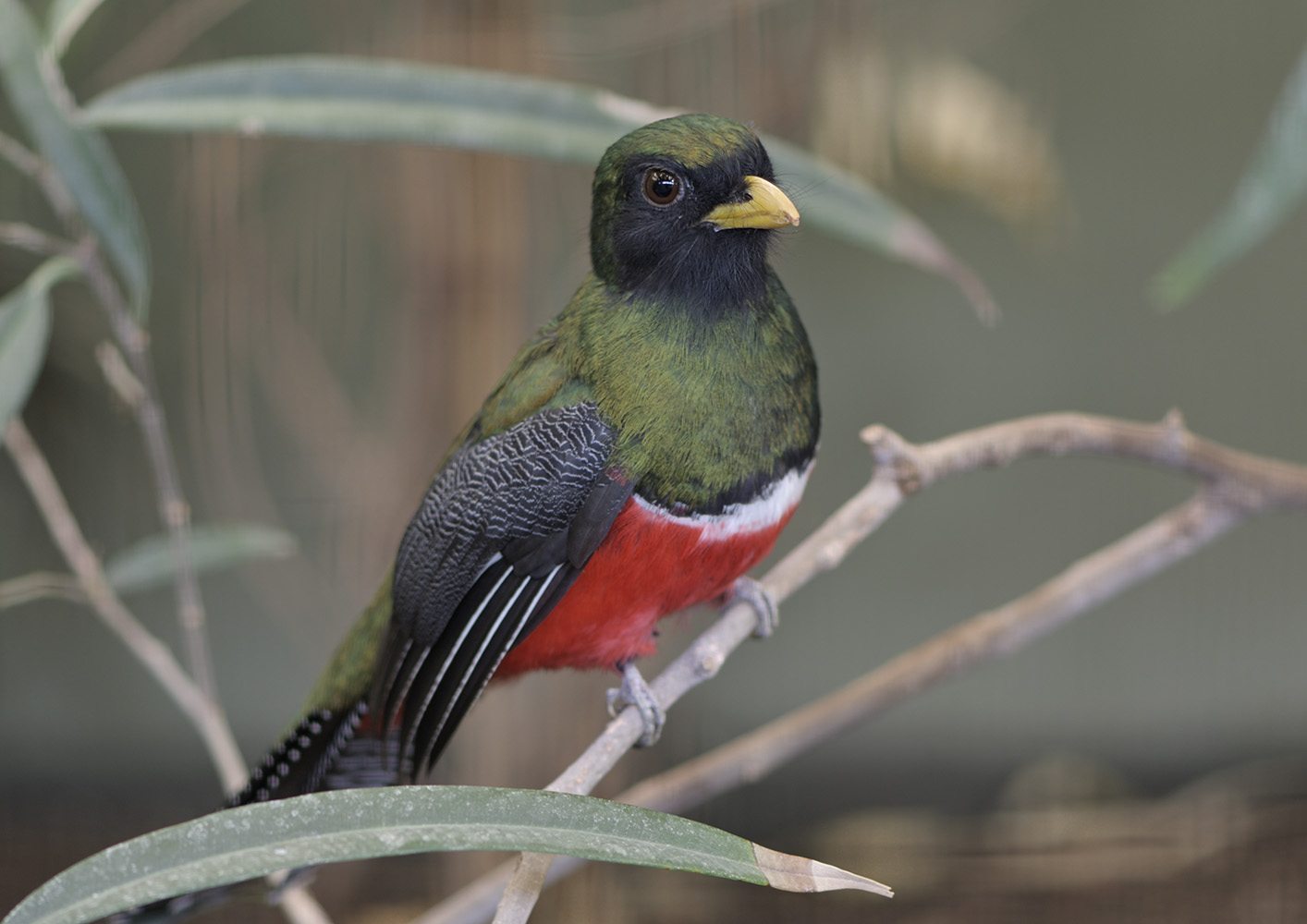 Collared trogon male