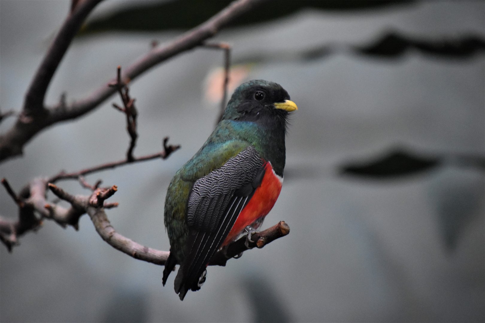 Collared trogon male