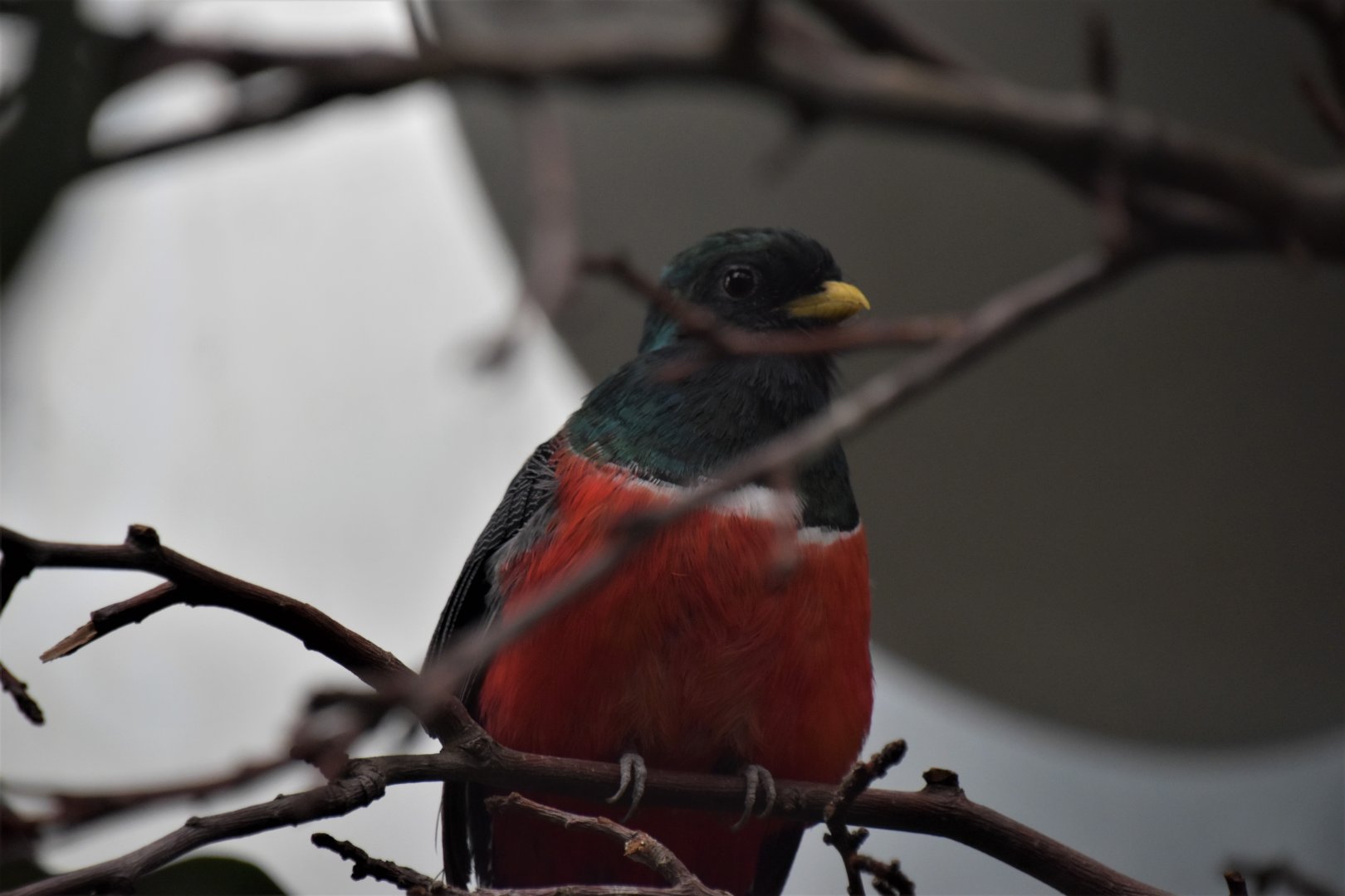 Collared trogon male