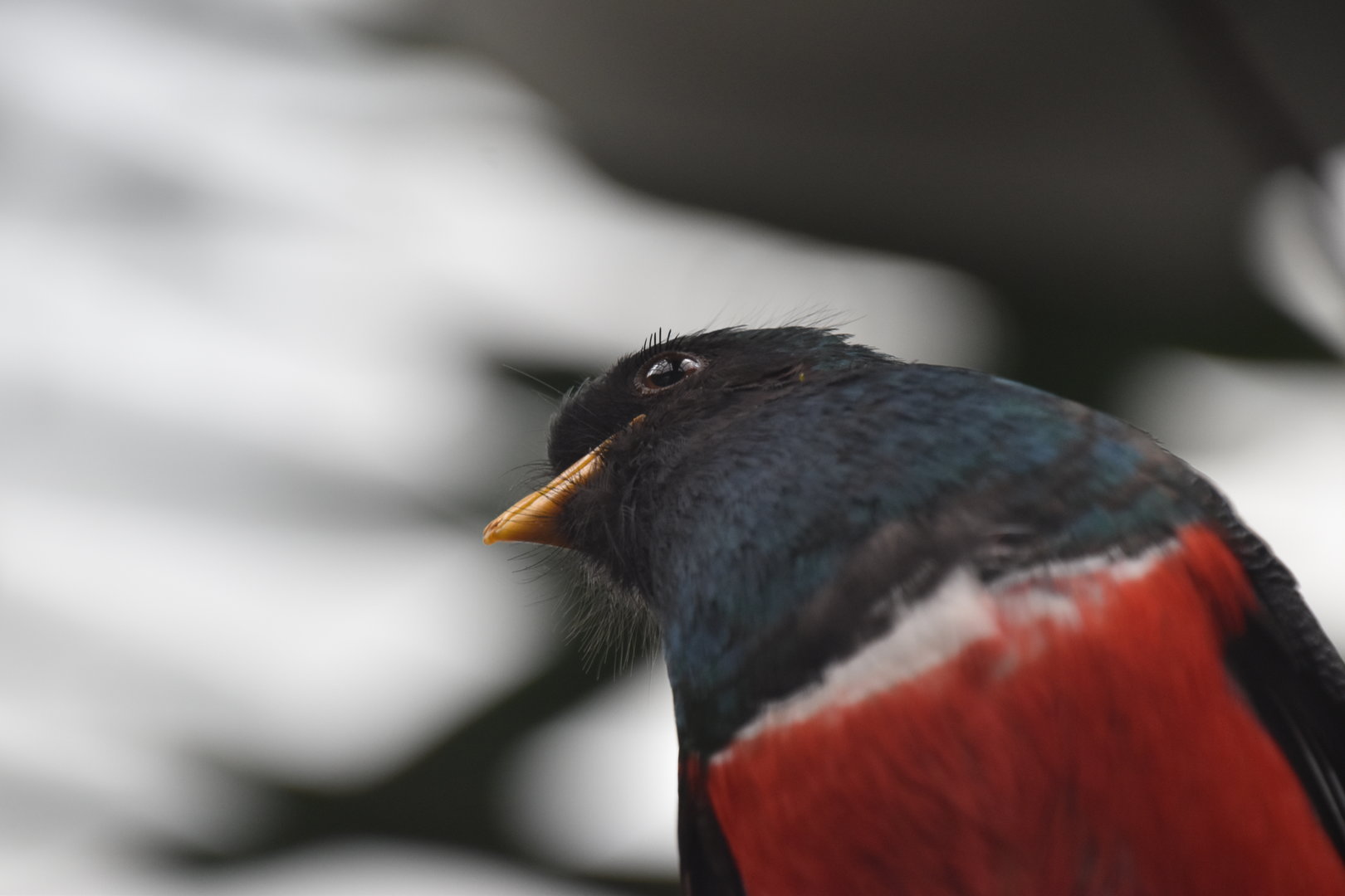 Collared trogon male