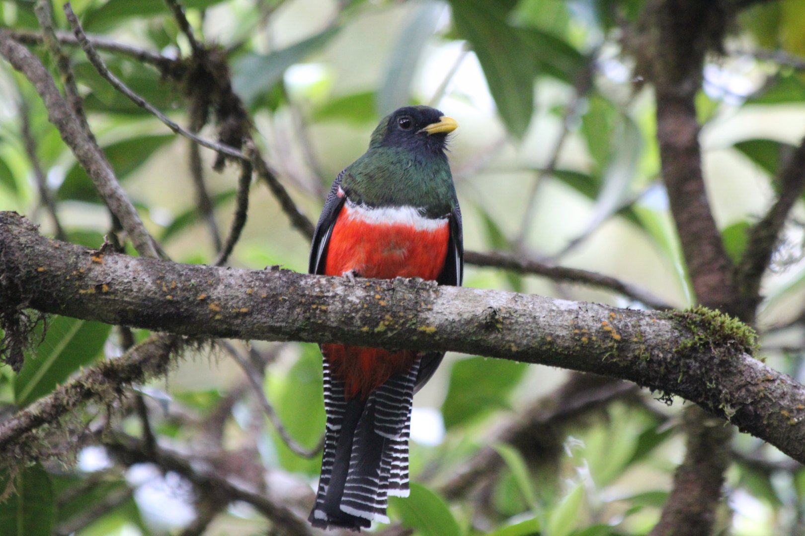 Collared Trogon - Mar 2019