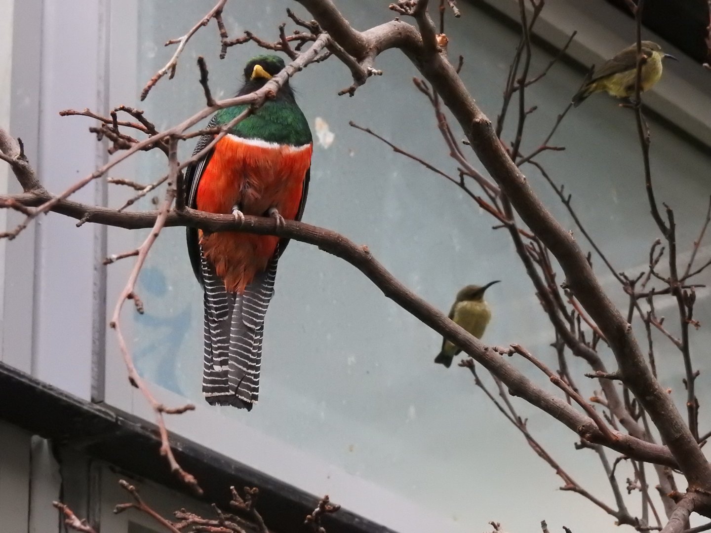 Collared Trogon (Trogon collaris) and Female Splendid Sunbirds (Cinnyris coccinigastrus)
