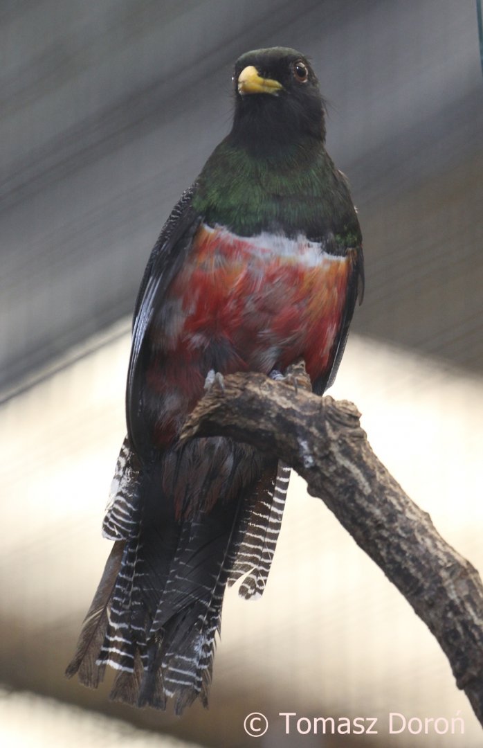 Collared Trogon (Trogon collaris), male, July 2018