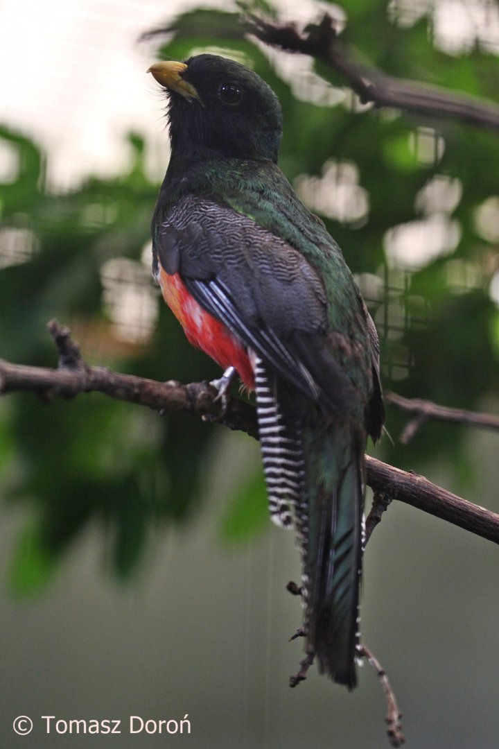 Collared Trogon (Trogon collaris), male, July 2018