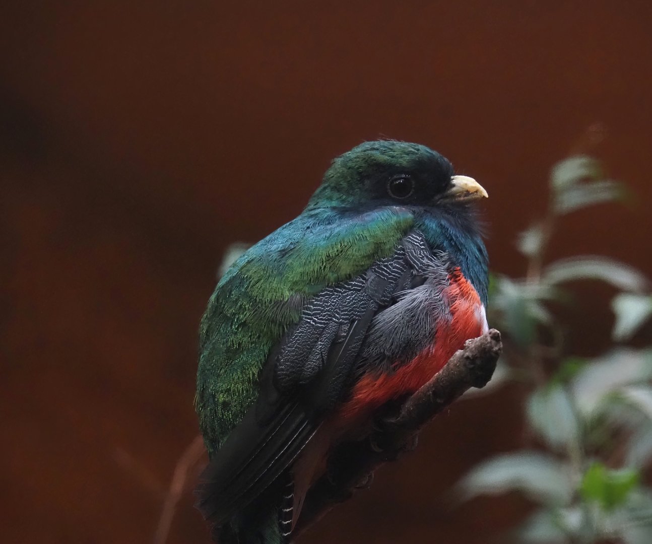 Collared trogon (Trogon collaris puella), 2024-05-22
