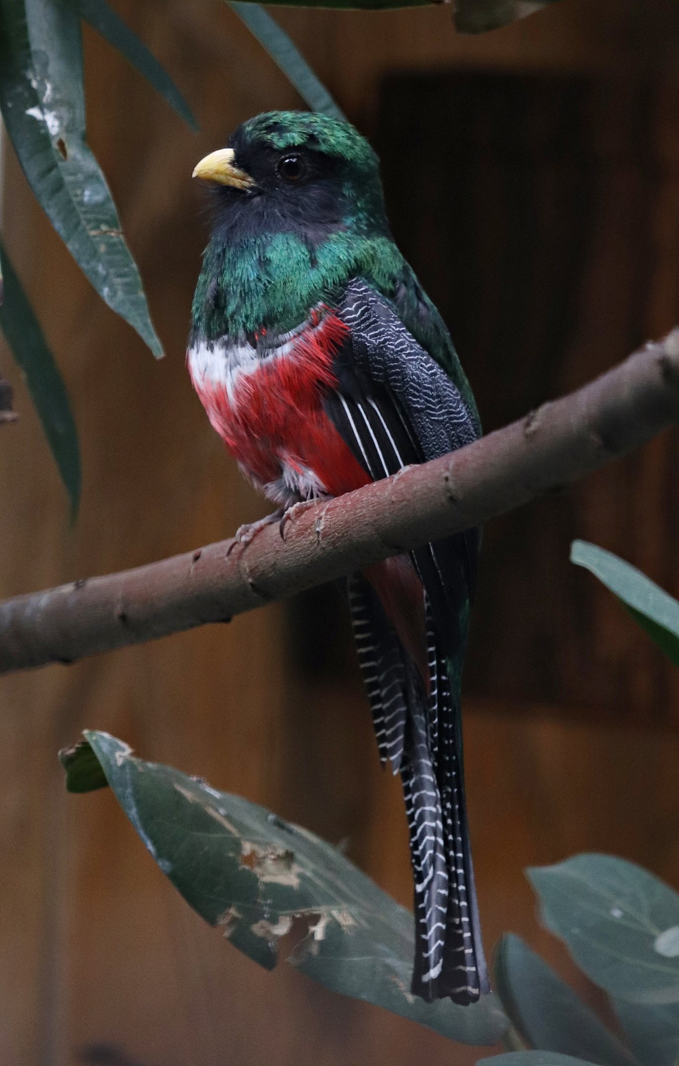 Collared trogon (Trogon collaris) - Pukara