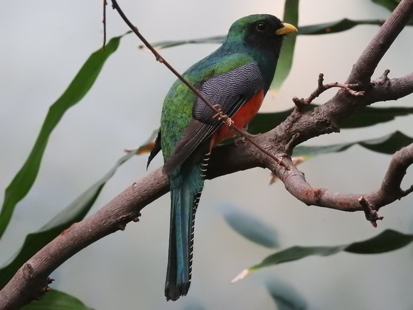 Collared Trogon (Trogon collaris)