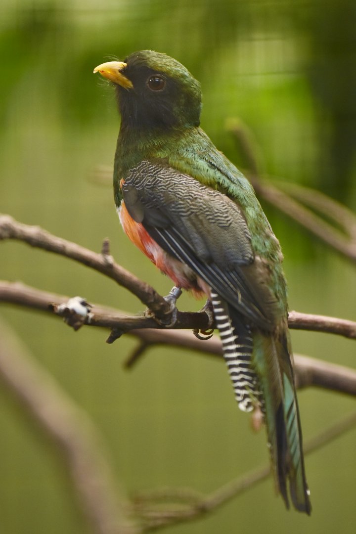 Collared Trogon Trogon collaris