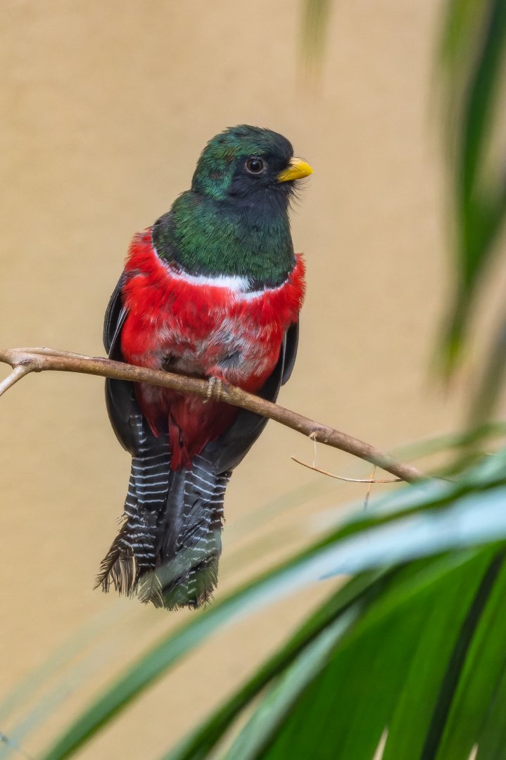 Collared trogon (Trogon collaris)