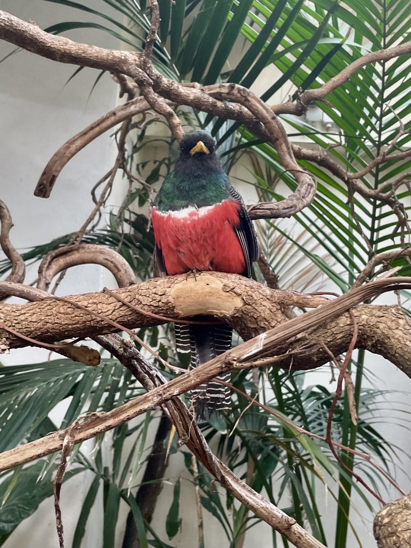 Collared trogon, Trogon collaris