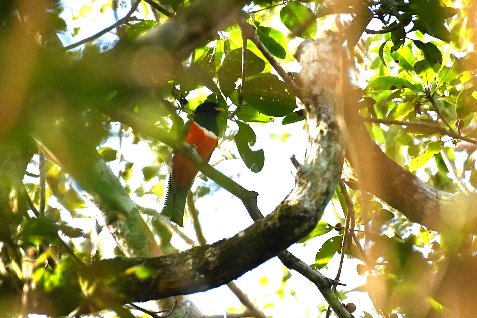 Collared trogon (Trogon collaris)