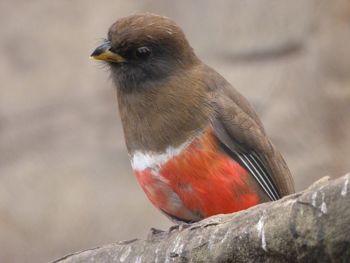 Collared trogon -ZooParc de Beauval (2025)