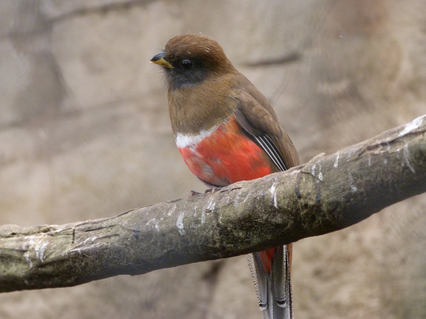 Collared trogon -ZooParc de Beauval (2025)