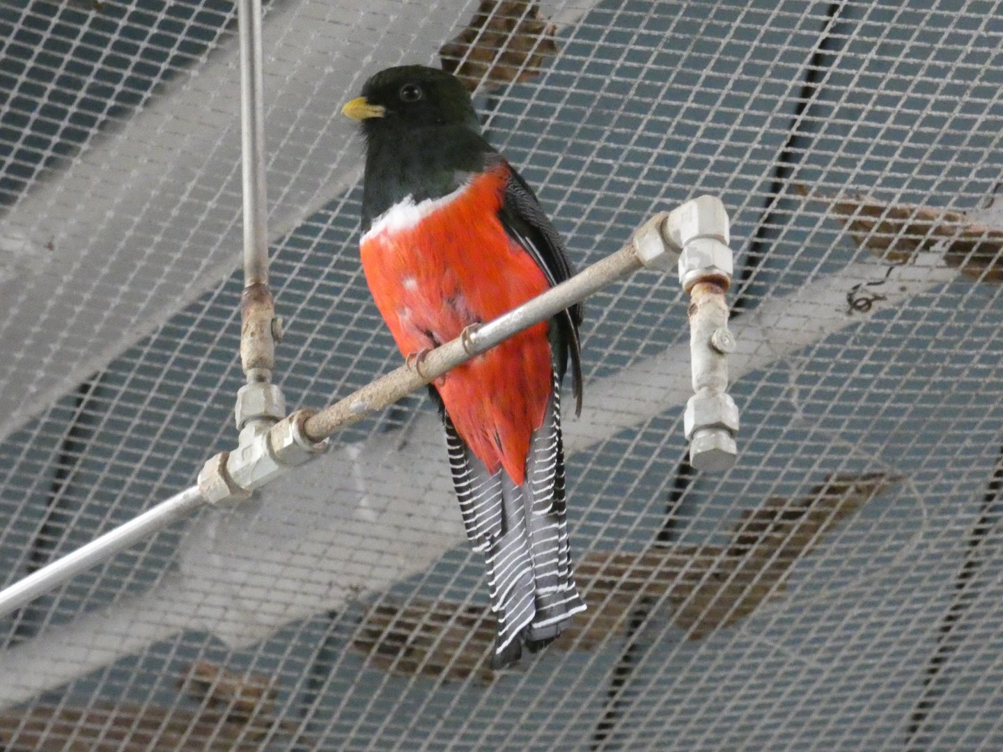 Collared trogon
