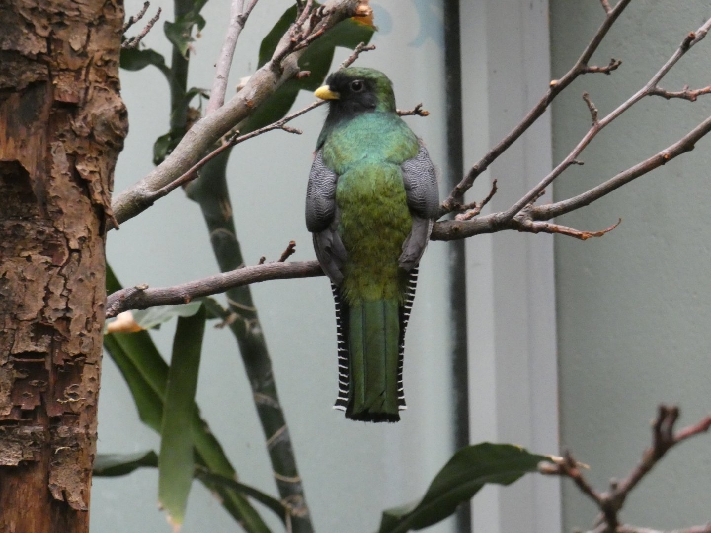 Collared trogon