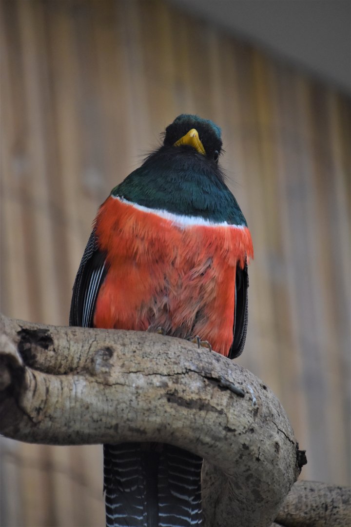 Collared trogon
