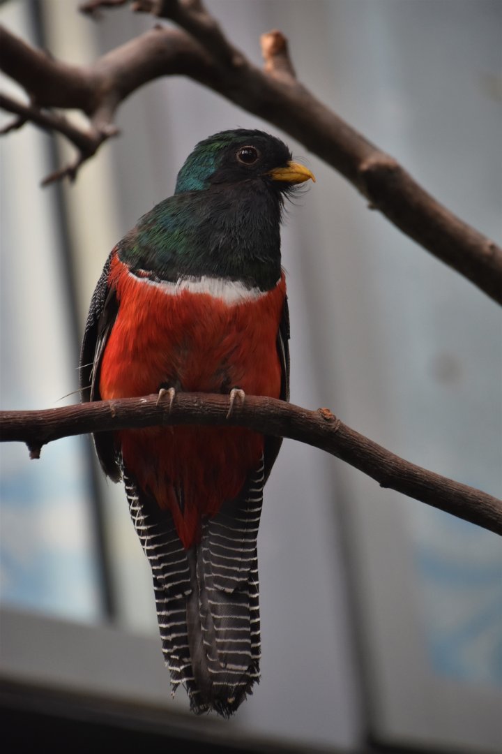 Collared trogon