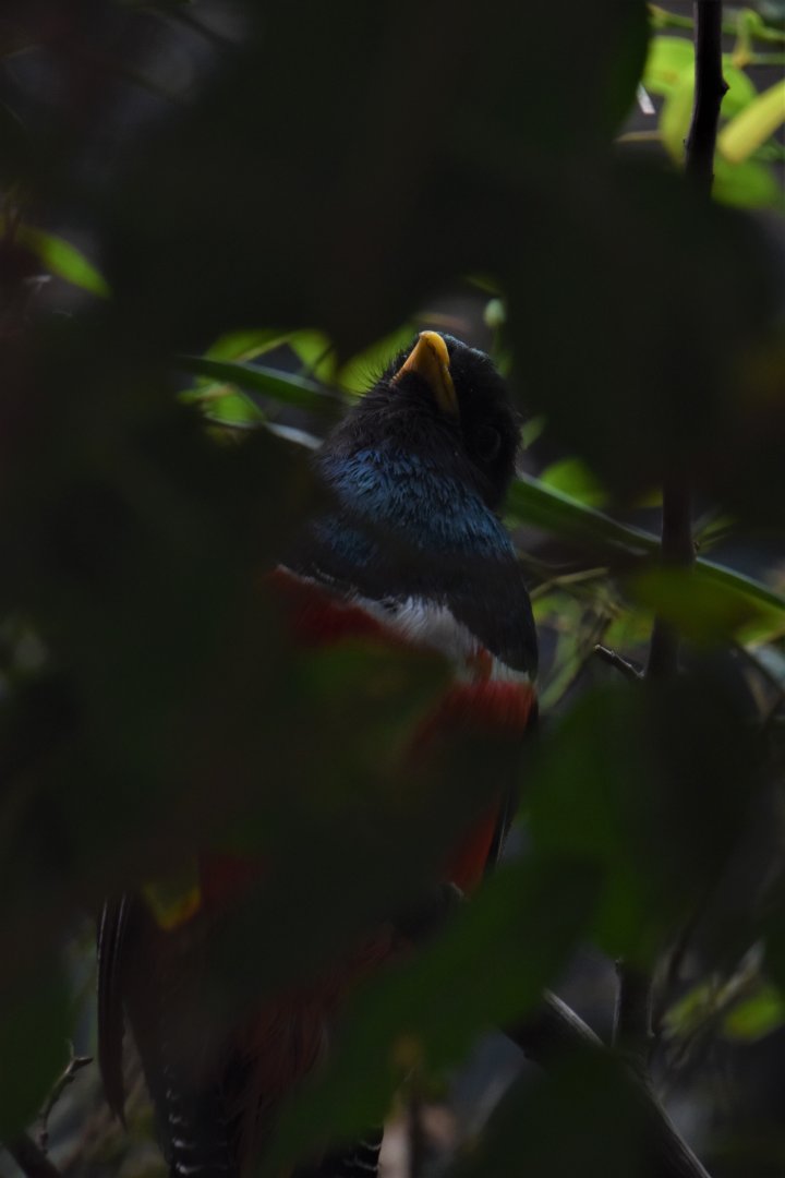 Collared trogon
