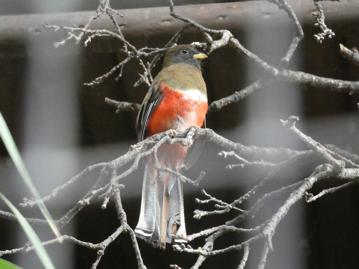 Collared trogon