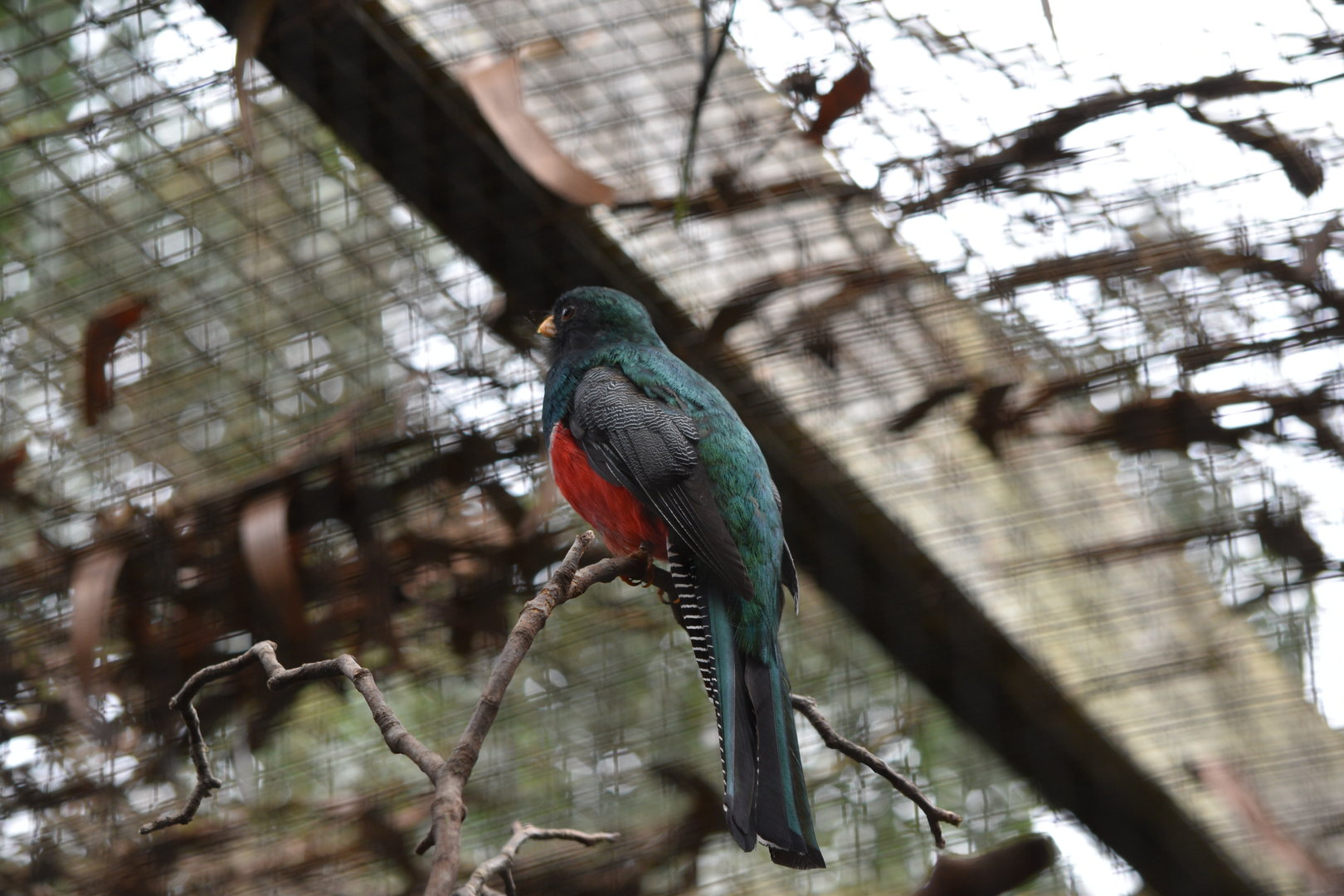 Collared Trogon