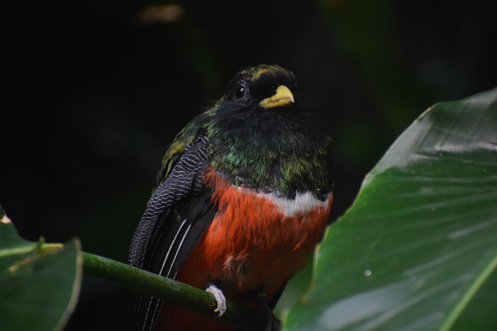 Collared trogon