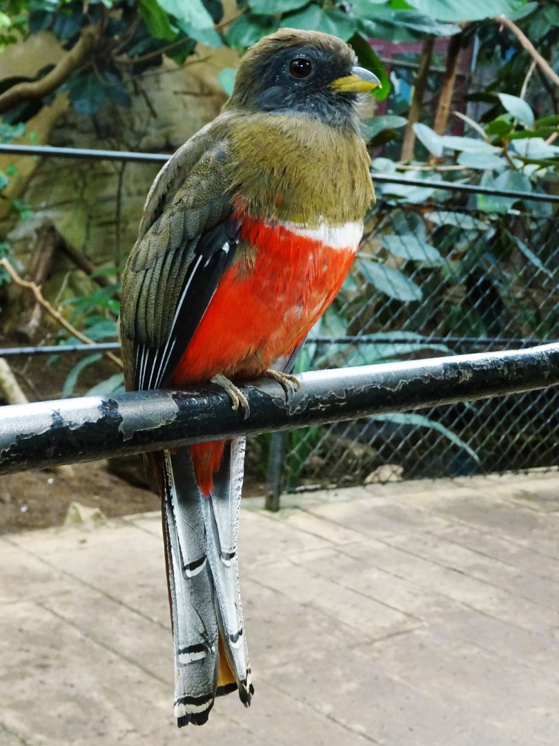 Collared trogon
