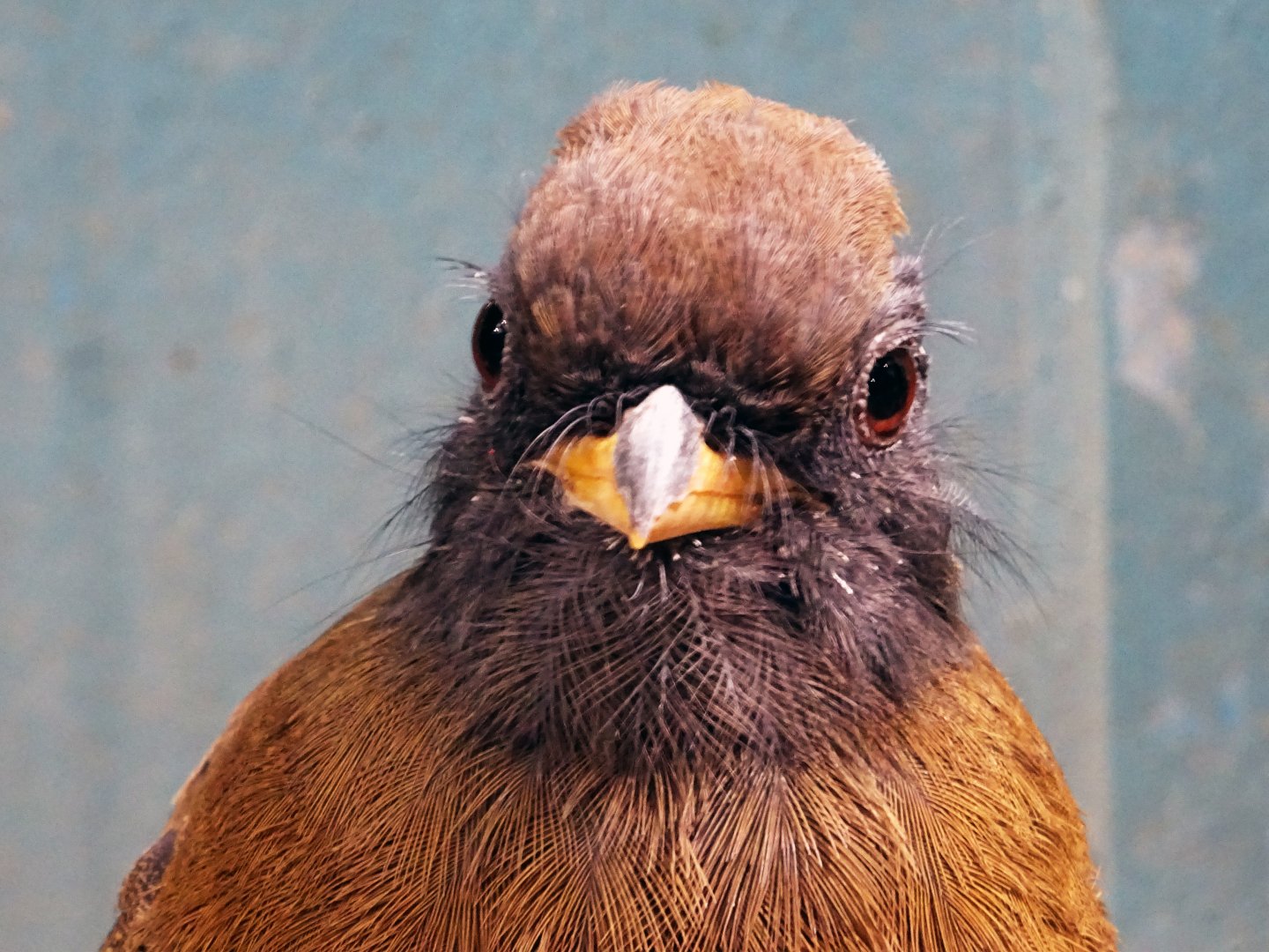 Collared trogon