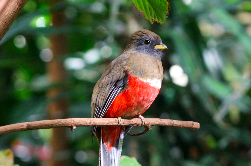 Collared Trogon