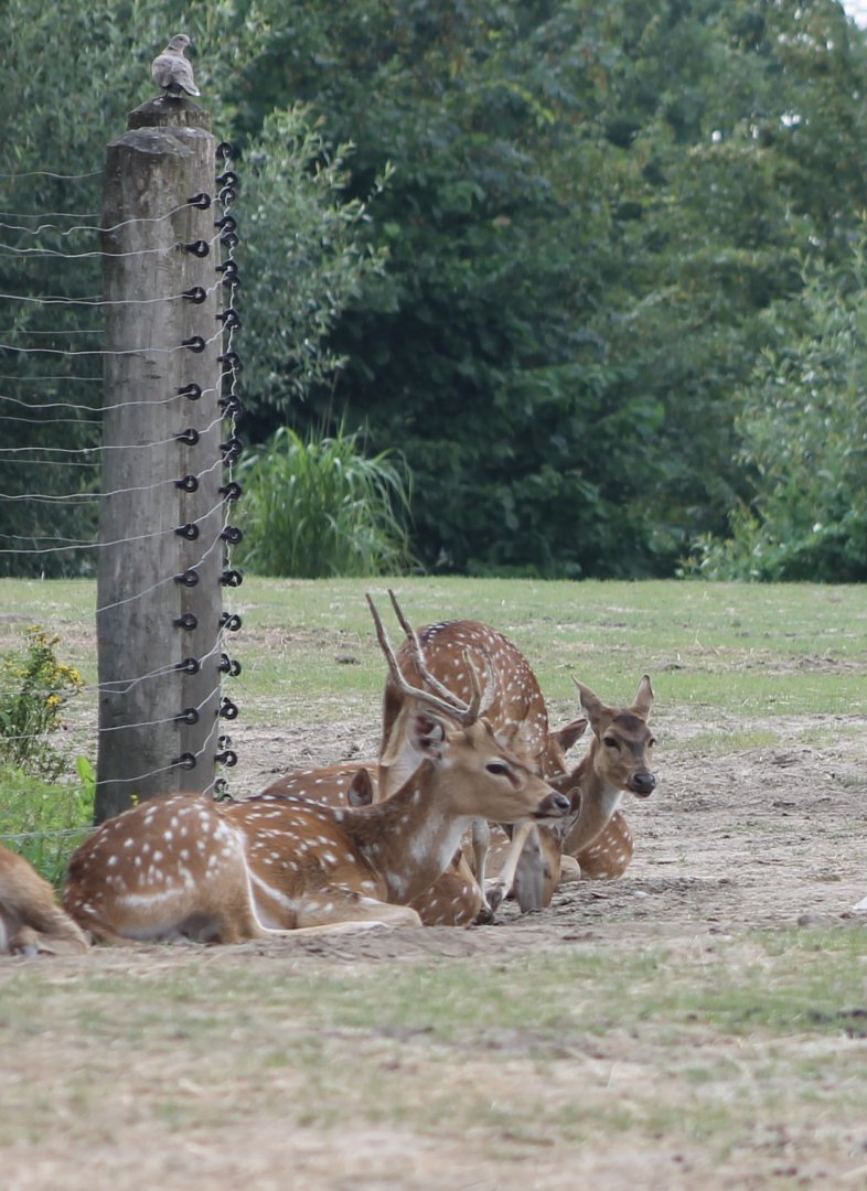 Collared turtle dove and Axis deers