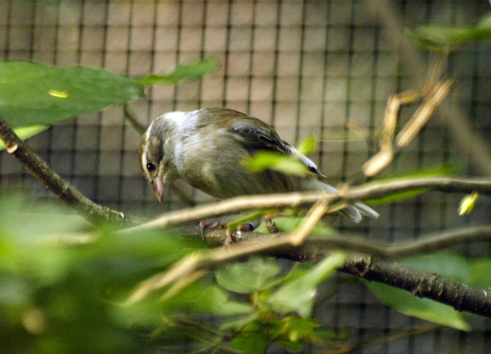 Collared Warbling-finch (Poospiza hispaniolensis)