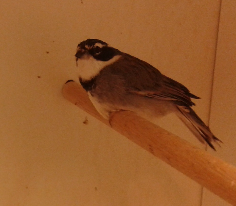 Collared warbling-finch