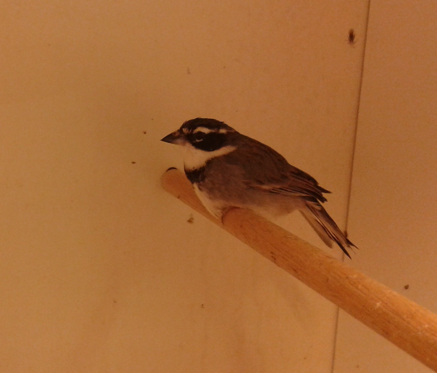 Collared warbling-finch