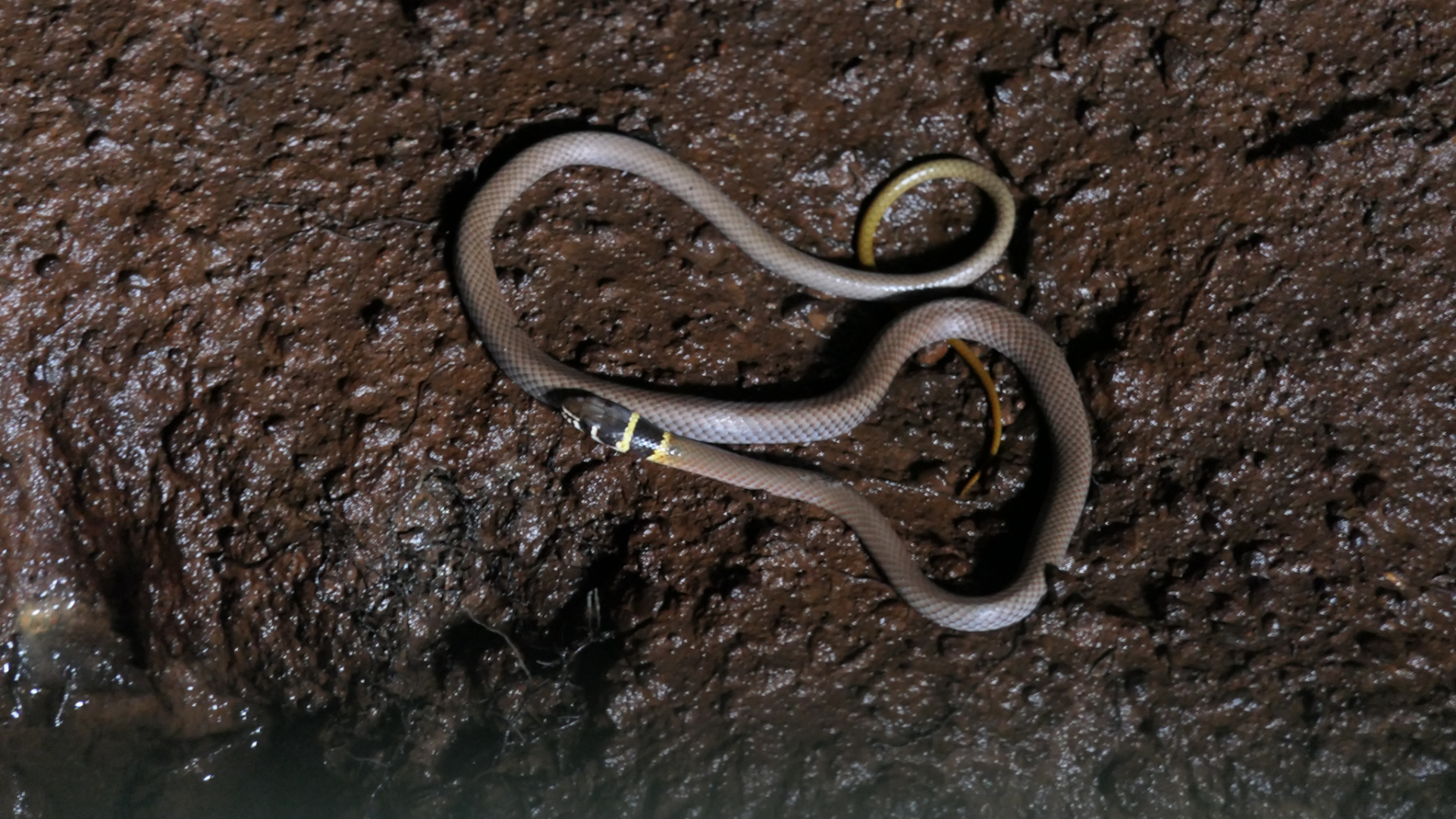 Collared Whipsnake (Demansia torquata)