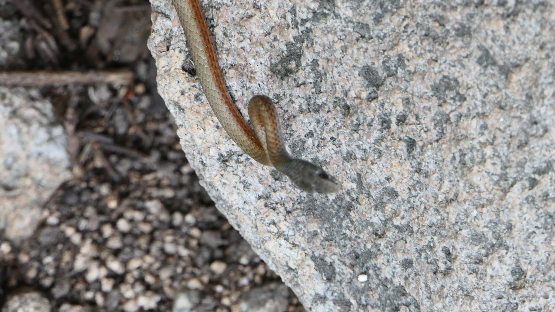 Collared Whipsnake (Demansia torquata)