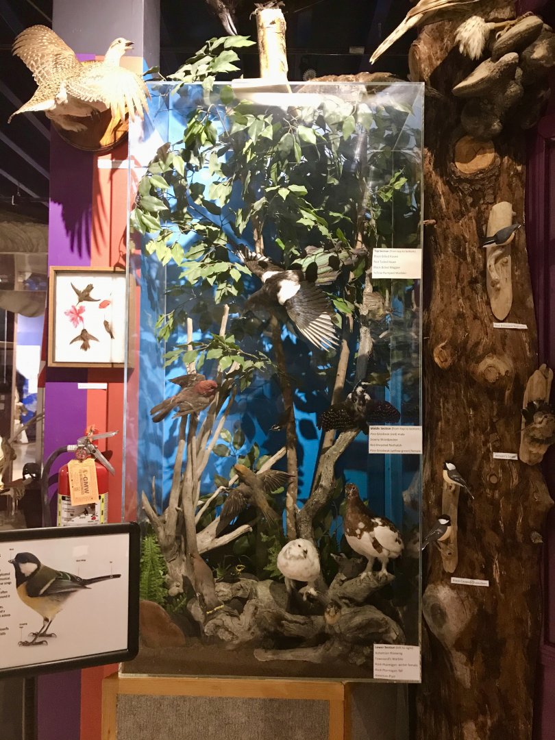 Collection of Alaskan Birds