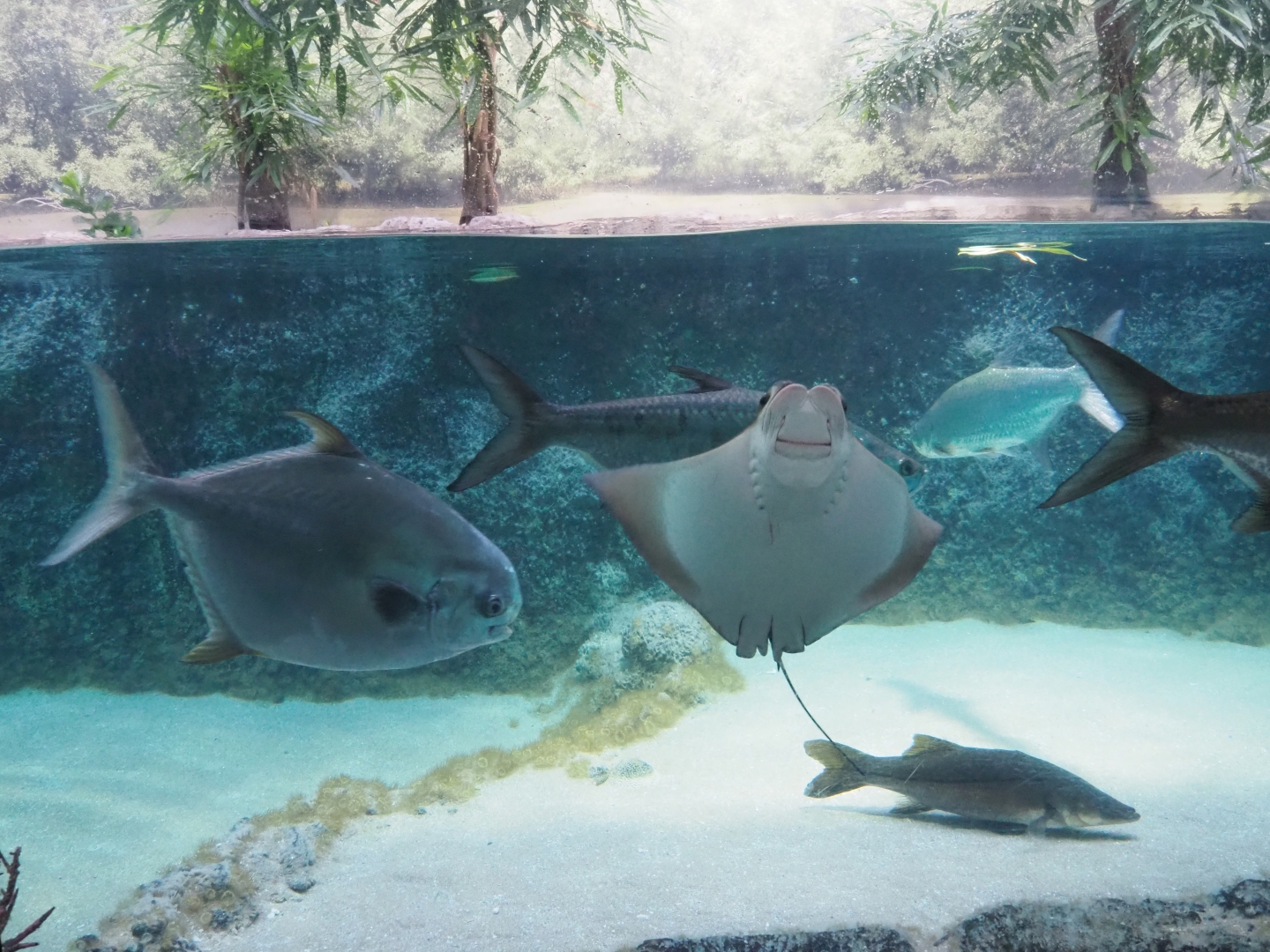 Collection of big fish (Nov 10th, 2018)