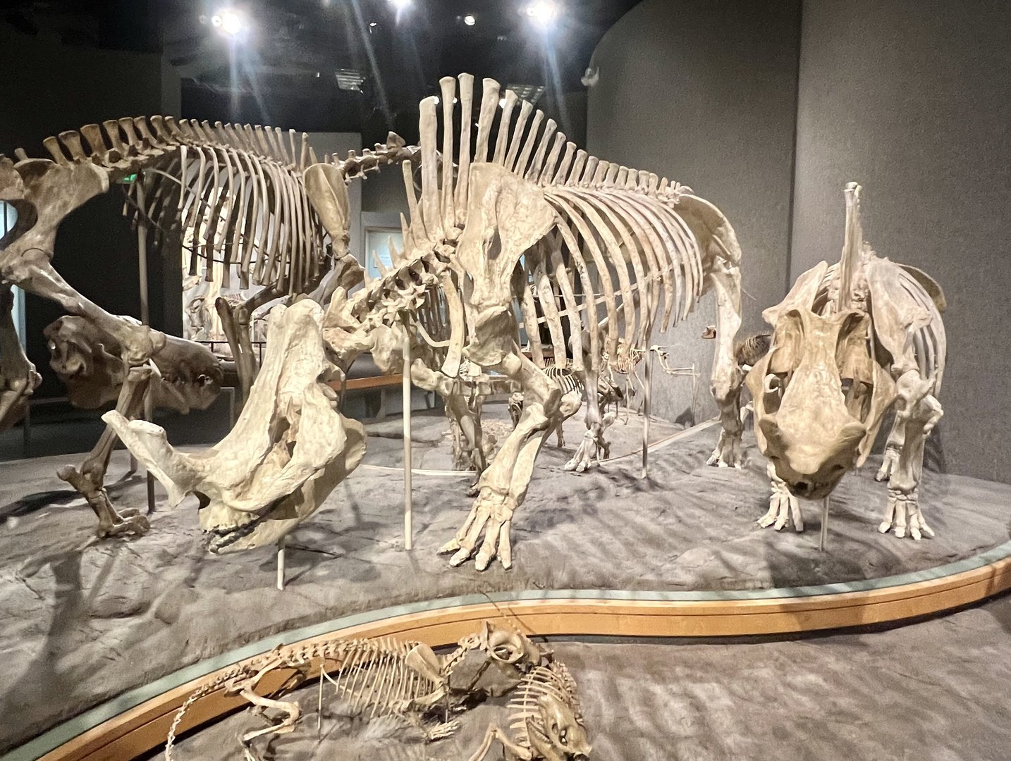 Collection of Early Megafuana