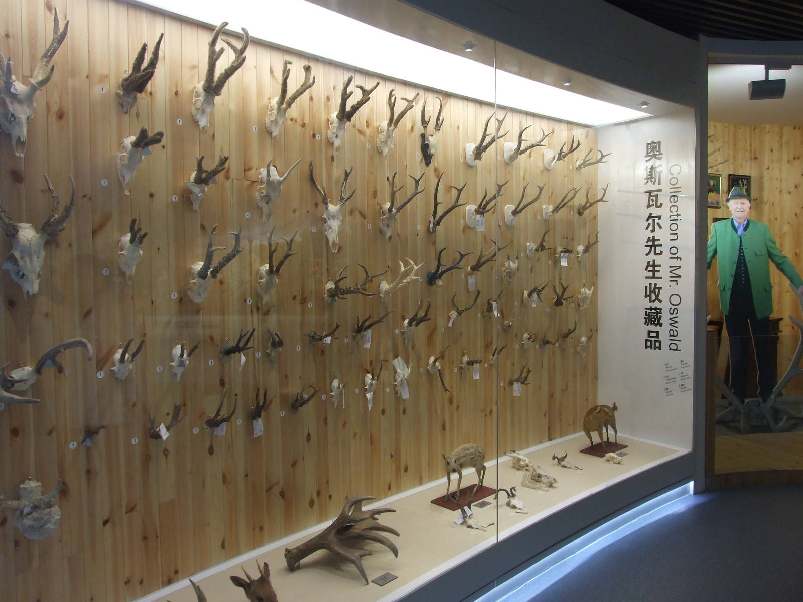 Collection of Mr.Oswald